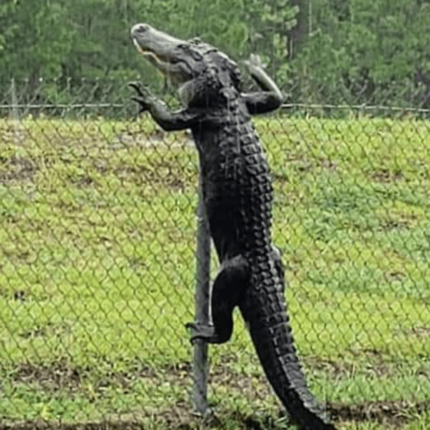 croc on fence.png